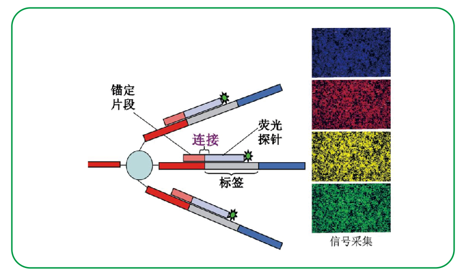 3-测序原理图.png